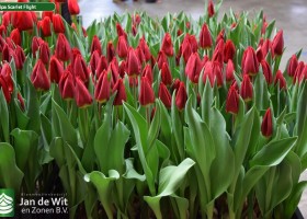 Tulipa Scarlet Flight ® (2)